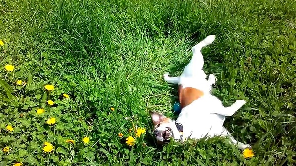 10. Собака валяется на траве и ест ее, роет землю, значит, жди...