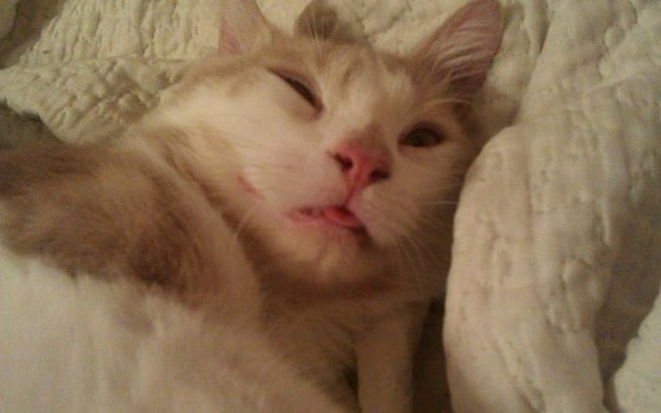 4. На самом деле пускание слюнек во время сна — знак того, что ваше тело очень хорошо отдохнуло.