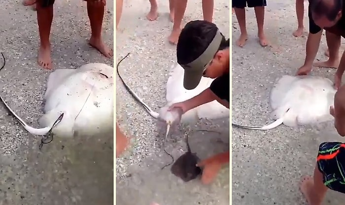 Karaya Vuran Vatoz Balığının Doğumuna Yardım Edip Hem Anneyi Hem Yavruları Kurtaran Güzel İnsanlar