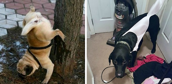 Собаки, которые ведут себя как конченные идиоты