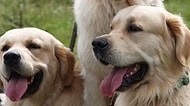 Hepsi Bizim Bebeğimiz! 361 Golden Retriever Dostumuz 150. Yıl Kutlaması İçin Bir Araya Geldi!
