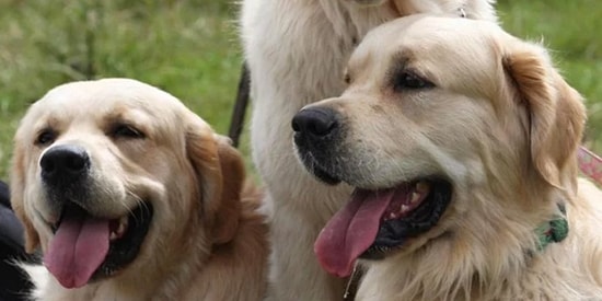 Hepsi Bizim Bebeğimiz! 361 Golden Retriever Dostumuz 150. Yıl Kutlaması İçin Bir Araya Geldi!