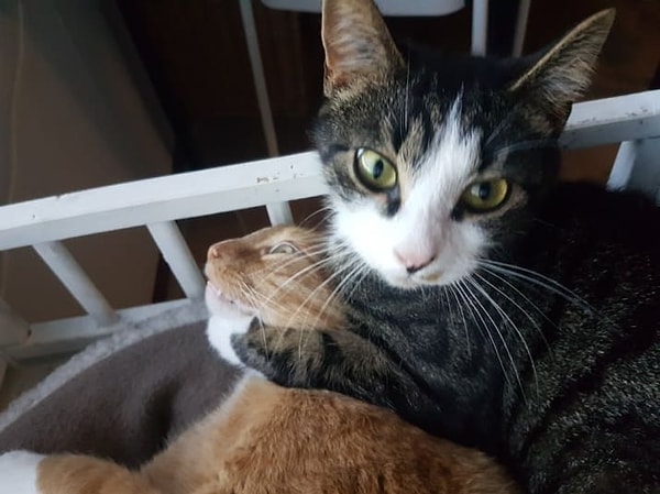 7. Кот-душегуб: