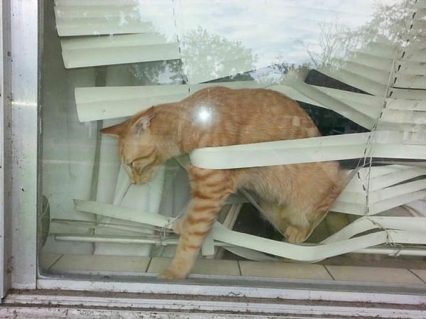 8. И кот, который плевать хотел на эти ваши жалюзи: