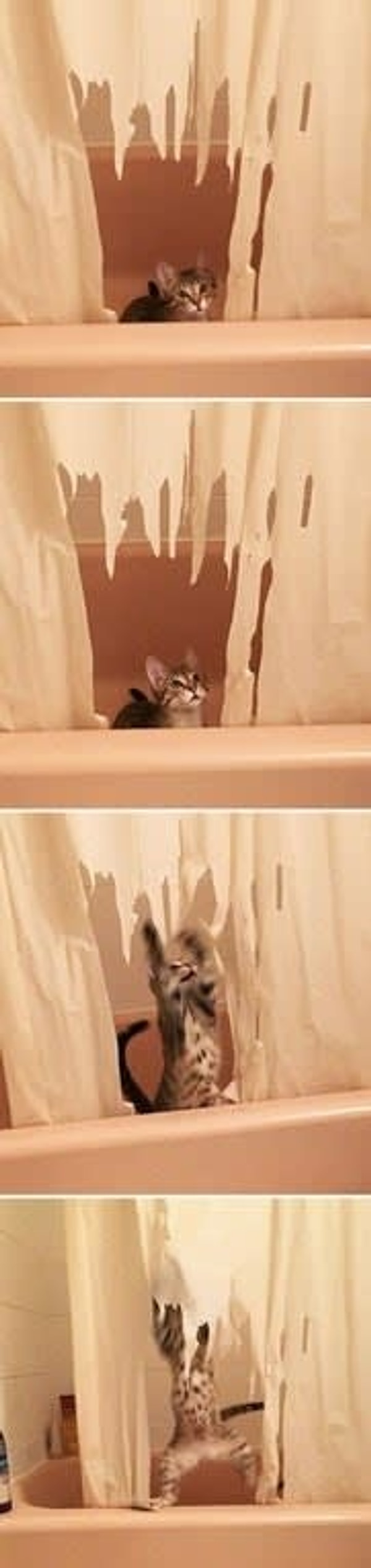 9. Котенок, работающий по принципу шредера для занавесок в ванной: