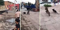 Bisiklet Binen Maymunun Peşini Bırakmayan Köpek