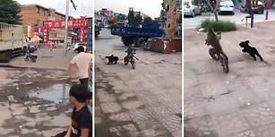 Bisiklet Binen Maymunun Peşini Bırakmayan Köpek