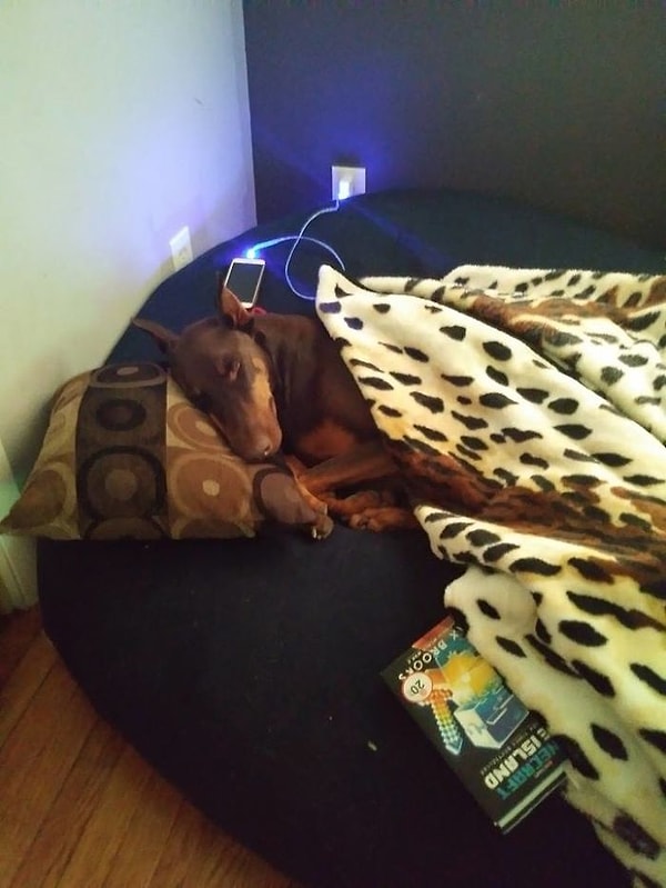 4. В декабре 2017 года доберман неожиданно начал хромать, и в течение нескольких месяцев собака стала испытывать трудности при ходьбе.