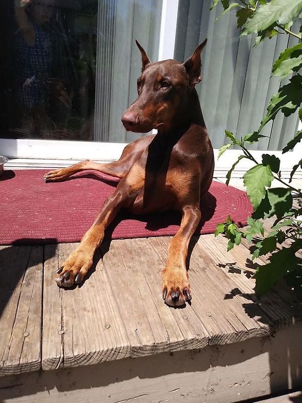 13. Скорее выздоравливай, Купер!