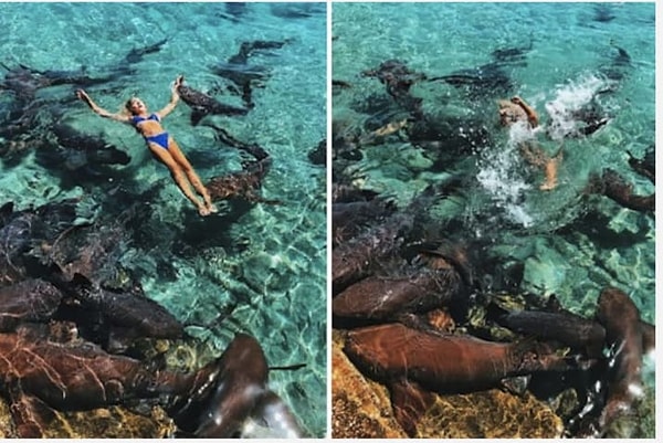 Но несмотря на полную уверенность в безопасности данного мероприятия, в процессе съемок одна из акул схватила девушку за руку!