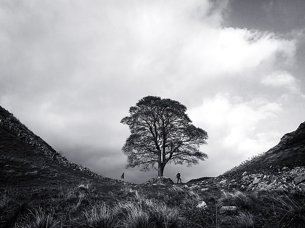 “At Sycamore Gap” ("Во впадине сикамора")