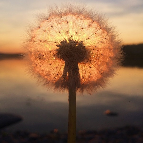 “Dandelion sunset” ("Одуванчиковый закат")