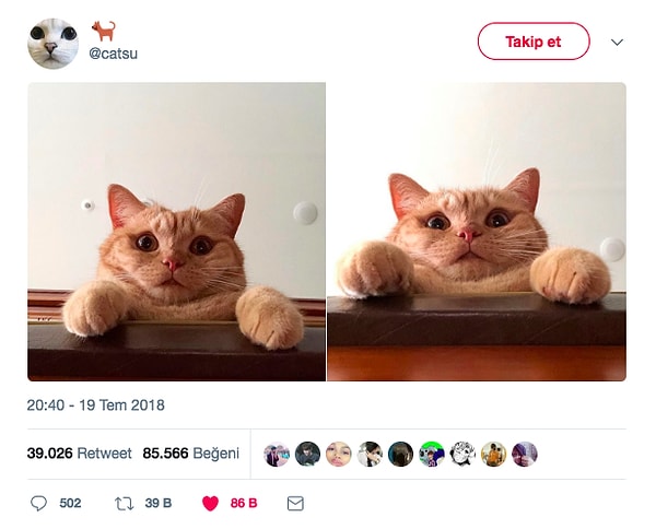 7. Кот-шарпей?