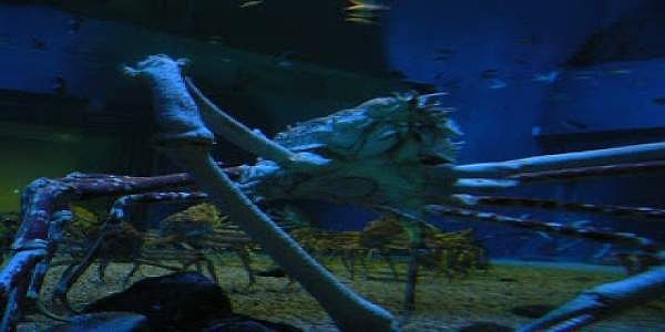 2. А это что за существо?