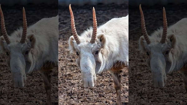 5. Что это за странное и смешное животное?