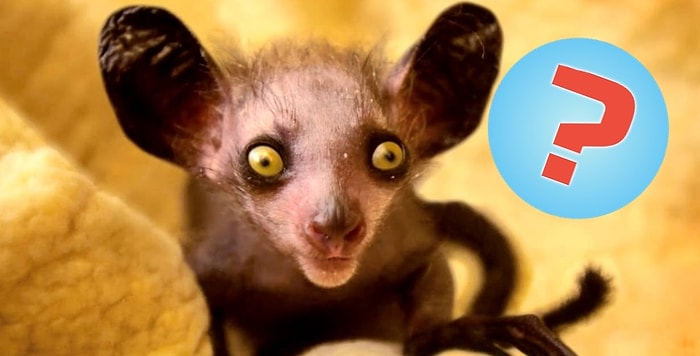 Догадаетесь ли вы, как называется животное всего по одному фото?