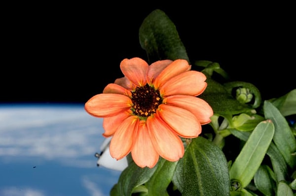 14. Первая цинния, выращенная в космосе: