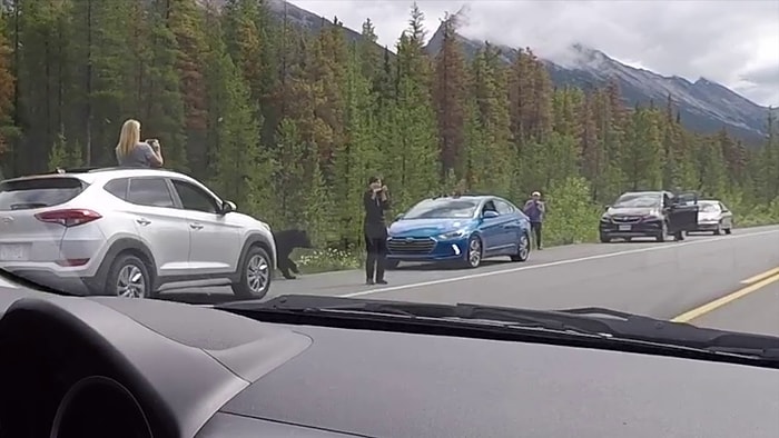 Fotoğrafını Çekmek İstediği Ayı Üzerine Doğru Gelince Üç Buçuk Olan Kadın