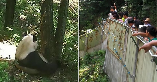 В Китае группа туристов кидалась камнями в панду, чтобы разбудить животное