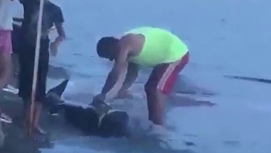 'Kurtarıldı' Demeyi İsterdik: Bursa'da Karaya Vuran Yunusu Kestiler