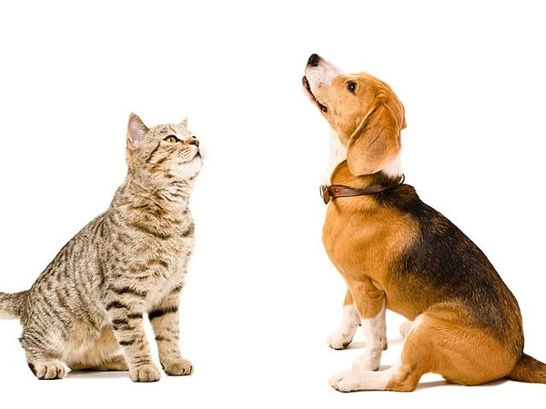 2. Вы решили завести домашнее животное. Что выберете - собаку или кошку?