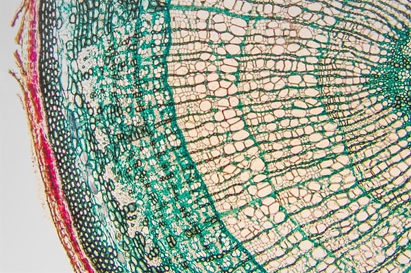 8. Какой тип клеток содержит хлоропласты?