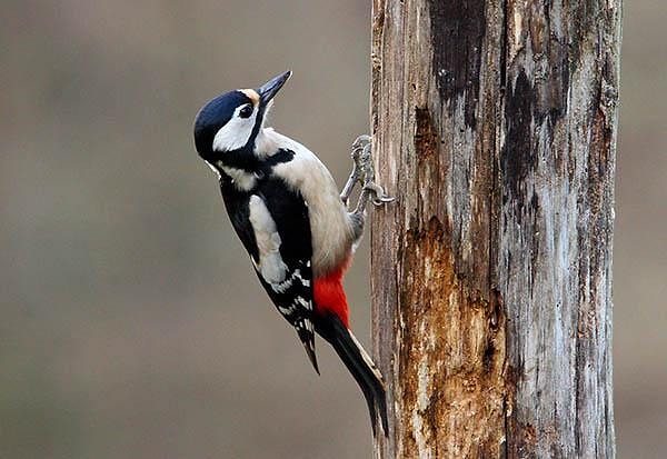 2. А что это за птица?