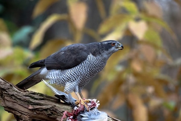 4. Узнаете этого грозного парня?