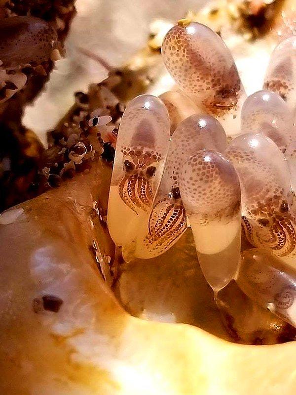 22. Bir deniz kabuğunun içinden çıkan ahtapot yumurtaları.