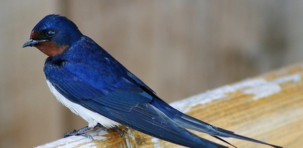 6. Как называется эта элегантная птичка с длинными и острыми крылышками?