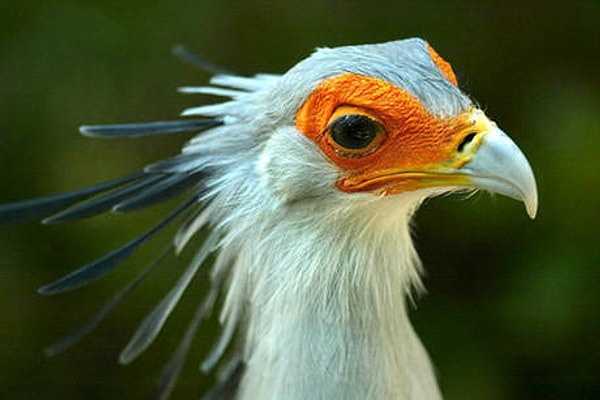 9. Кто знает, как называется эта экстраординарная птица?