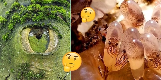 Saçma Bir Magazin Haberi Yerine Doğayı Merak Edenlerin Hayran Kalacağı 24 Görüntü