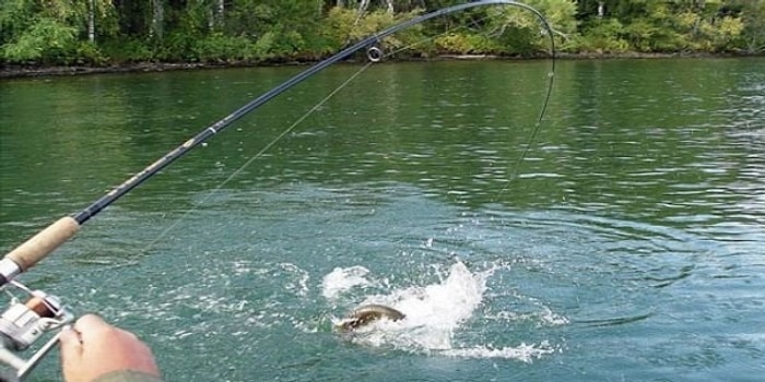 Квок, девон и троллинг. Можете ли себя назвать заядлым рыбаком?