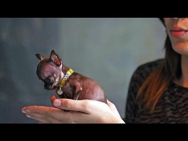 12. Yine Guiness Rekorlar Kitabı'nda kayıtlı dünyanın en küçük köpeği ise 9,65 cm boyu ile Milly'dir.