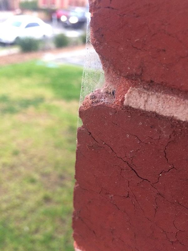 5. Ördüğü ağlarla kırık duvarı tamamlayan örümcek!