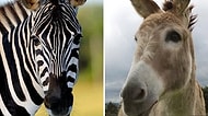 Eşeği Zebra Gibi Görünmesi İçin Siyah Beyaz Çizgilerle Boyayıp Sergileyen Hayvanat Bahçesi