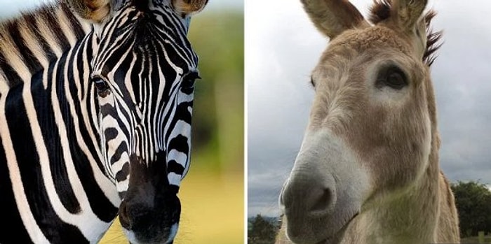 Eşeği Zebra Gibi Görünmesi İçin Siyah Beyaz Çizgilerle Boyayıp Sergileyen Hayvanat Bahçesi