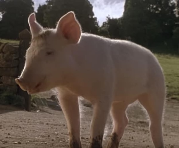 2. А этот поросенок из картины...