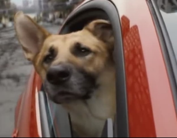 5. Где вы могли видеть эту собачку?