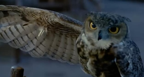 6. Что насчет этой совы?
