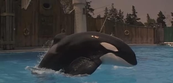 7. В какой картине появлялась эта косатка?