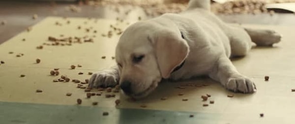 9. Из какого фильма этот щенок?