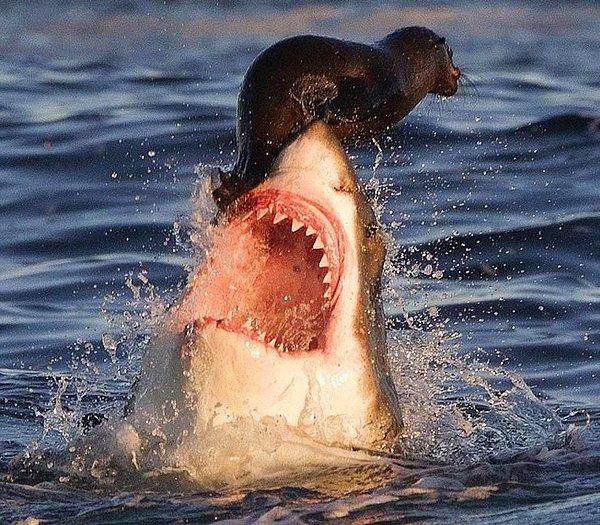 16. Yavru foku yutmak üzere olan köpekbalığı.