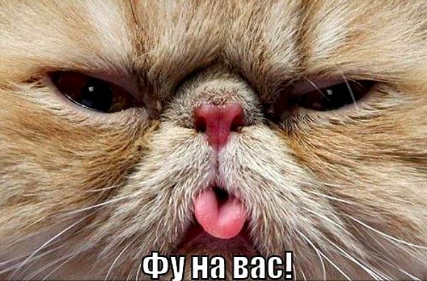 4. Что из этого вы просто терпеть не можете?