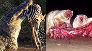 Doğanın Minnoş Bir Ev Kedisi Değil, Parçalanmış Bir Zebra Omurgası Olduğunu Gösteren 26 Ürkütücü Fotoğraf