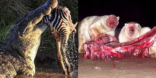 Doğanın Minnoş Bir Ev Kedisi Değil, Parçalanmış Bir Zebra Omurgası Olduğunu Gösteren 26 Ürkütücü Fotoğraf