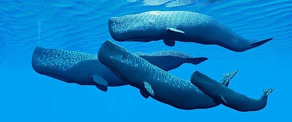 3. Doğuştan omurga sorunu olan ve sürüsü tarafından terk edilen bir yunusu, bir grup ispermeçet balinası evlatlık edinmiş.