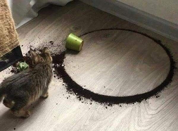 10. Вы верите вообще, что растение может упасть настолько идеально?