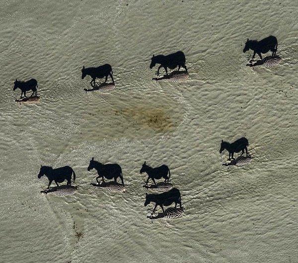 9. "Gölgeler sahibini geçince! Makgadikgadi, Botswana'da çekilen bu fotoğraf tuzlaları geçen zebralara ait."
