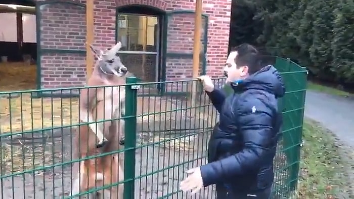 Kangurunun Sahte Mehdi Tuncer Çiftçi'yle İmtihanı
